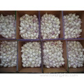 Normal White Garlic Fresh Crop 2019 Size 5.0